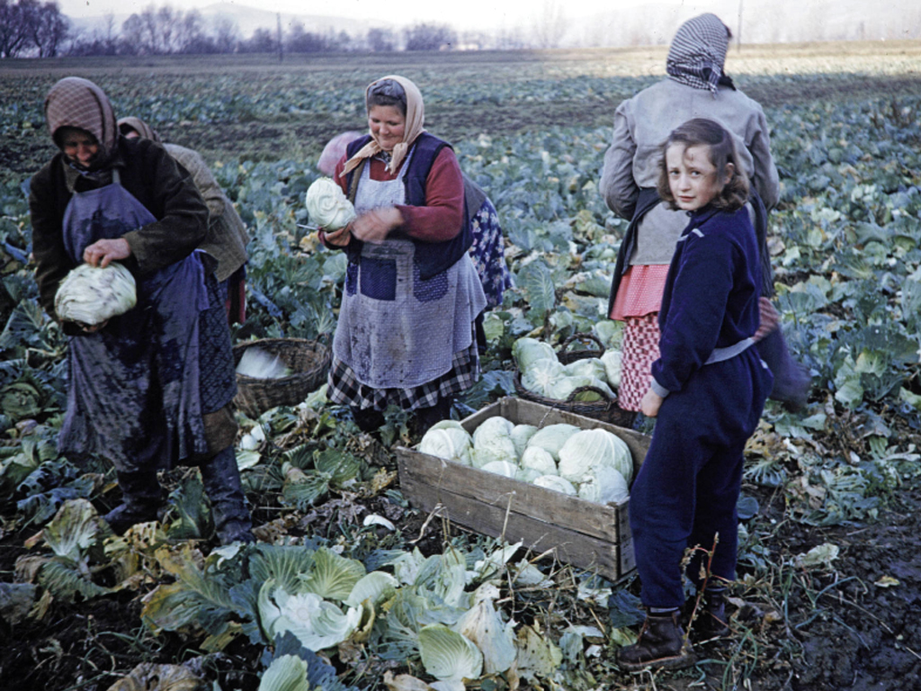 A káposzta betakarítása